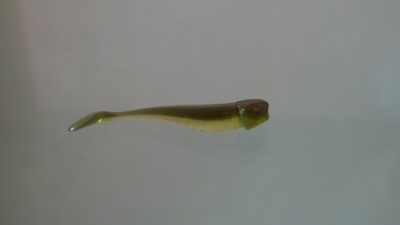 7er-Koppe Ayu Red Shiner