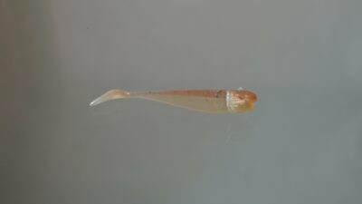 7er-Koppe Caramel Ghost